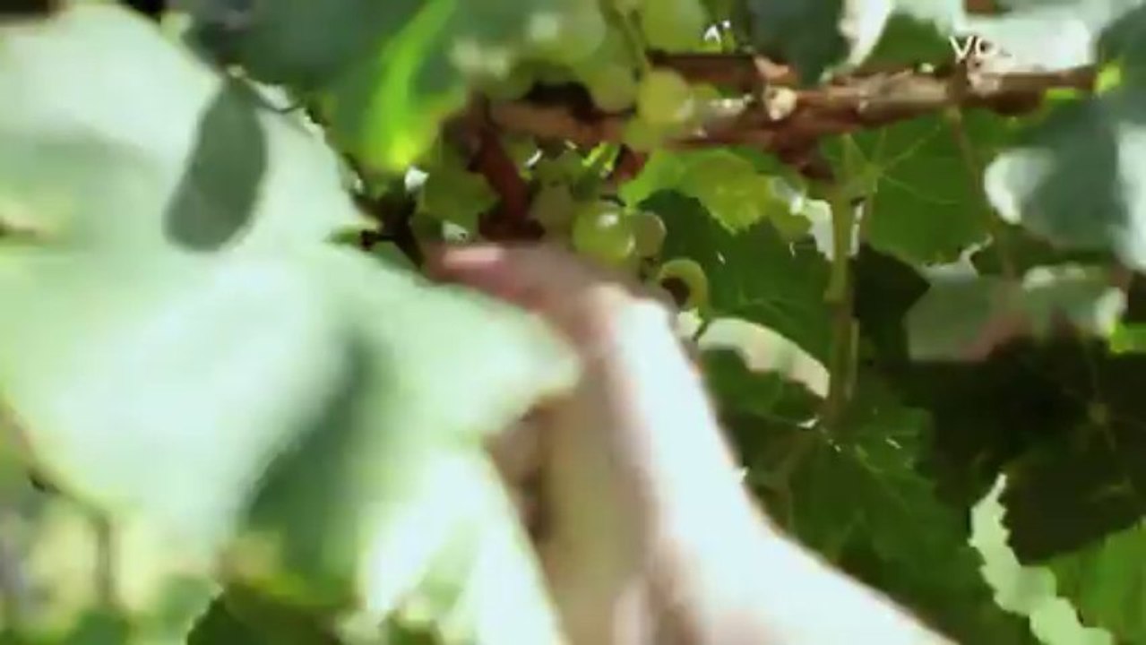 La route des vins : Argentine, Le vino patero