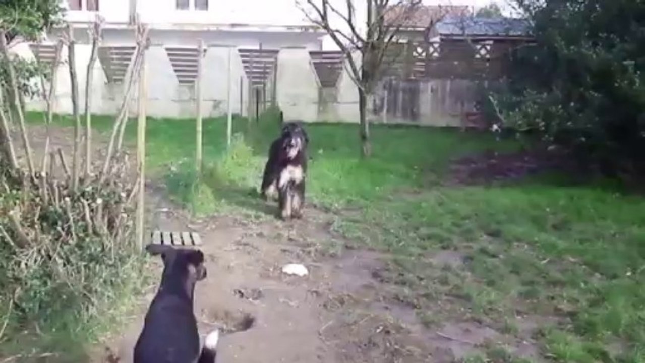 Jeux entre lévriers