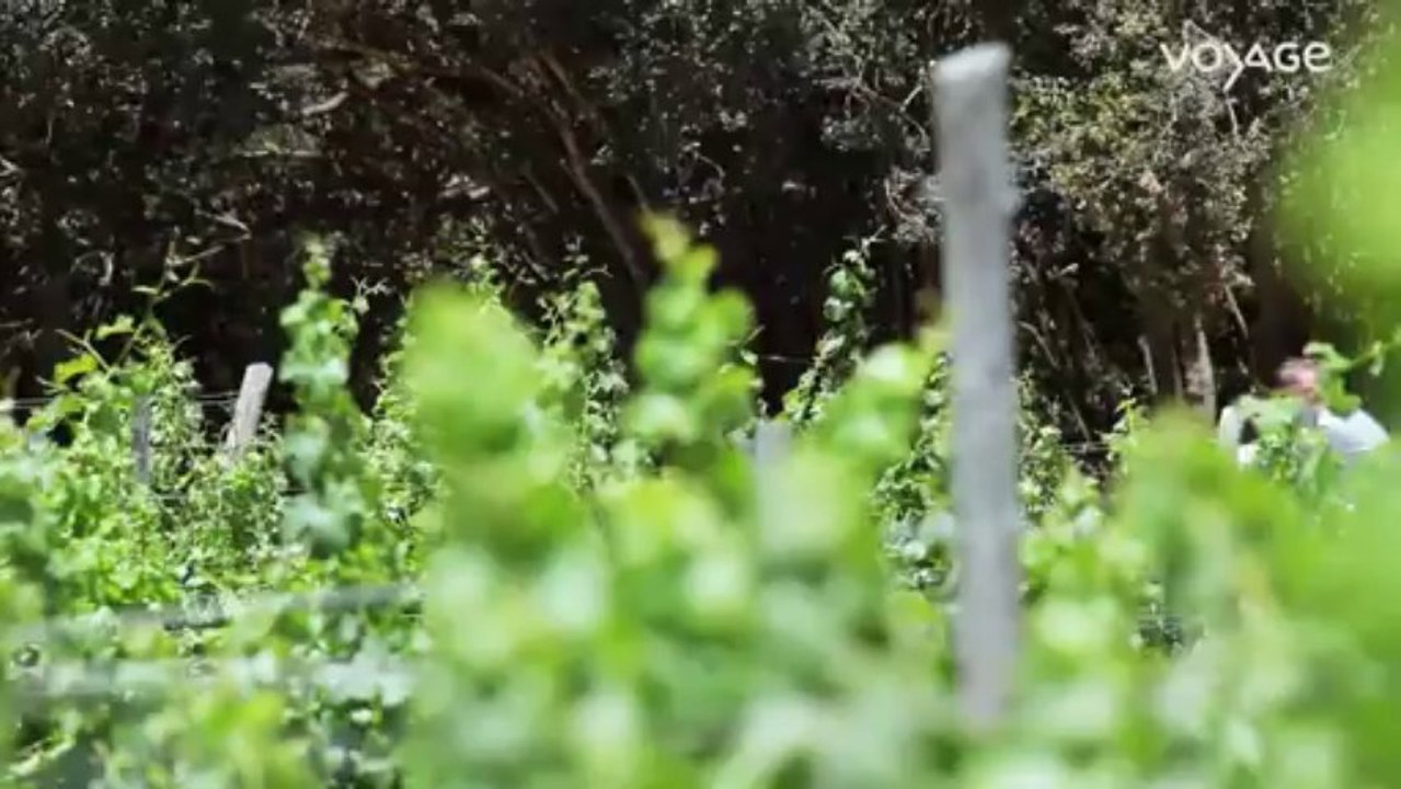 La route des vins : Chili, La Bodega Matetic
