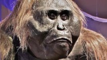 Cavities May Have Caused Great Ape Extinction