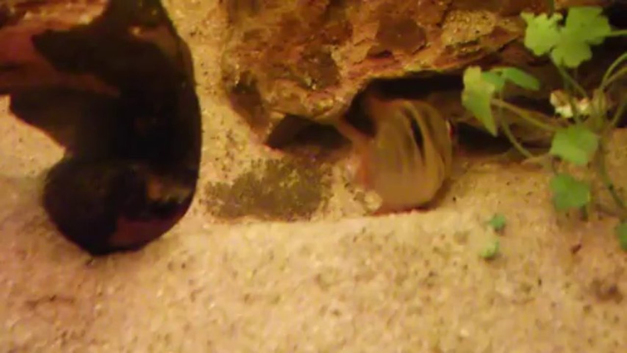 Mikrogeophagus ramirezi sauvages 2