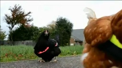En Grande-Bretagne, des gilets fluos... pour les poules - Vidéo Dailymotion