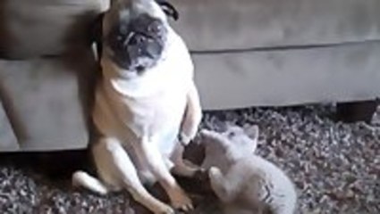 Curious Kitten Vs Patient Pug