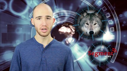 Dogs Stemmed From Extinct Wolf Breed, Study Says