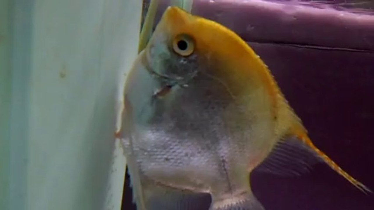 yakın çekim erkek ve dişi tüplerine örnek