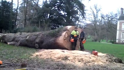 abattage cèdre janvier 2014
