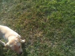 labrador playing with water