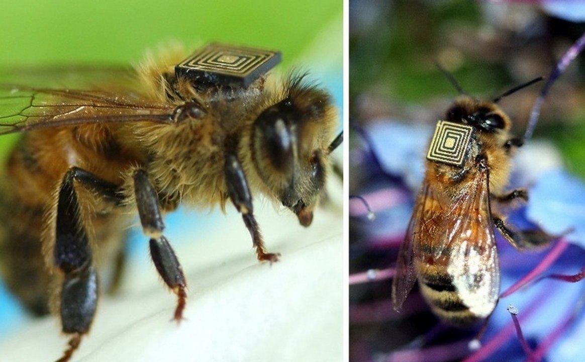 Honeybees Wearing RFID 'Backpacks' May Shed Light On Disappearing Bees