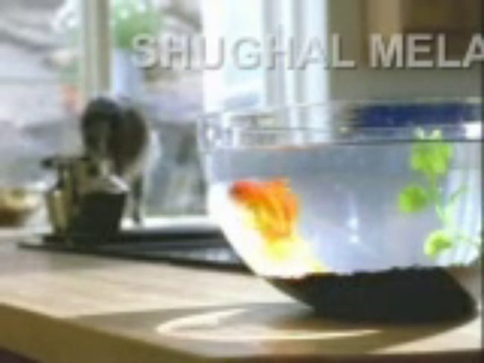 cat-fish_(new)