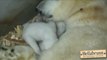 Un bébé Ours polaire ouvre ses yeux pour la première fois!