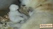 So cute Polar Bear Cubs Open Eyes for First Time