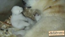So cute Polar Bear Cubs Open Eyes for First Time