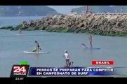 Perros surfistas entrenan en Brasil para competencia de mascotas