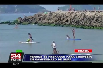 Download Video: Perros surfistas entrenan en Brasil para competencia de mascotas