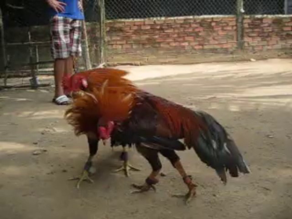 Cú chân xanh 2 win với bông chạng 2,8kg