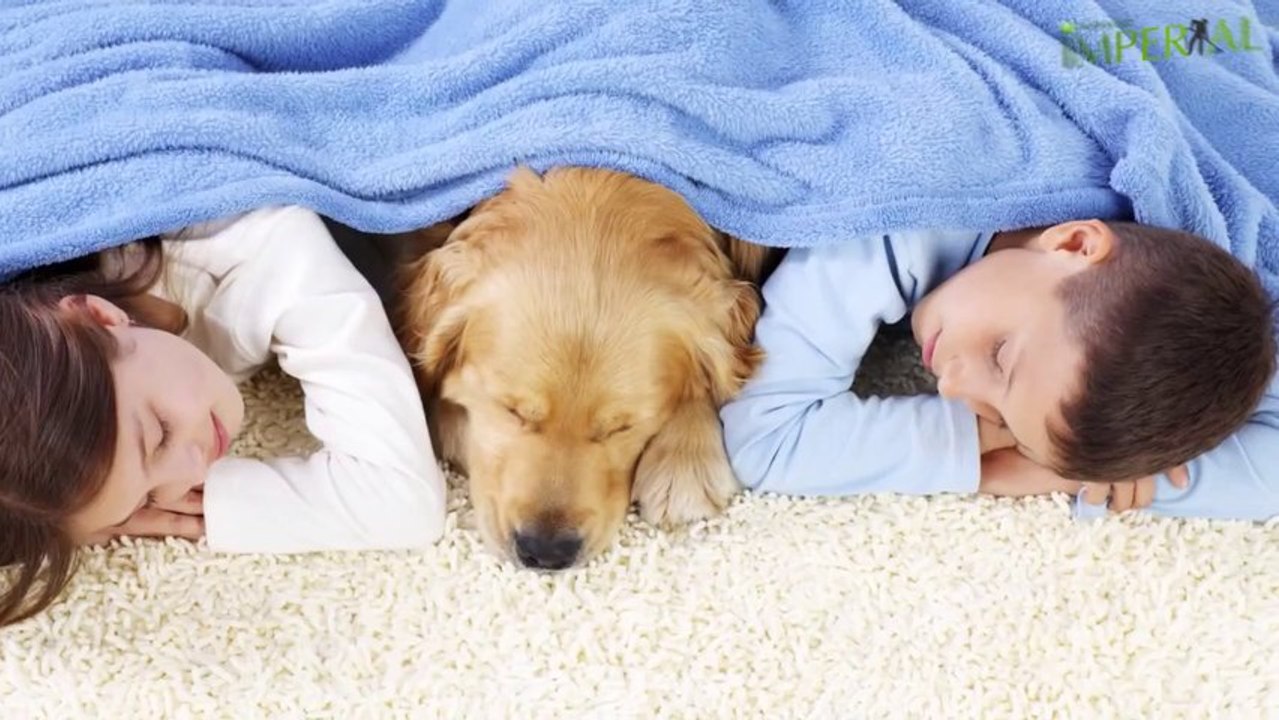 Carpet Cleaning, Upholstery Cleaning, Duct Cleaning montreal and laval 514-819-8832