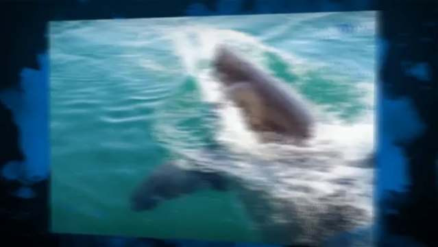 Tight Lines Charters - (850) 240-9573