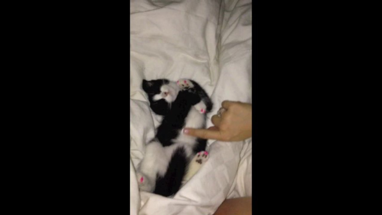 Ron Sandack Cute Sleeping Kitten