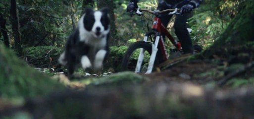 Course en VTT avec un chien