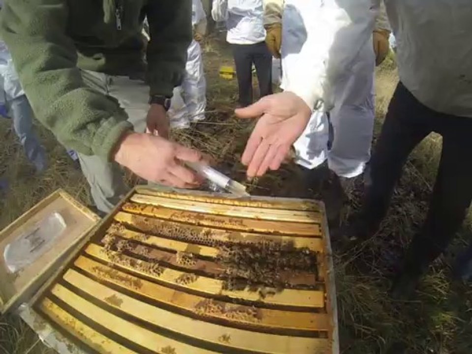 Traitement anti varoa à l'acide oxalique