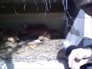 Elevage de lapins n°1