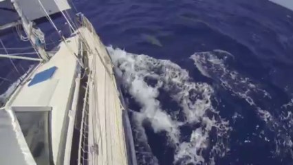 Timjak2014.com - Dauphins - canal de la Dominique