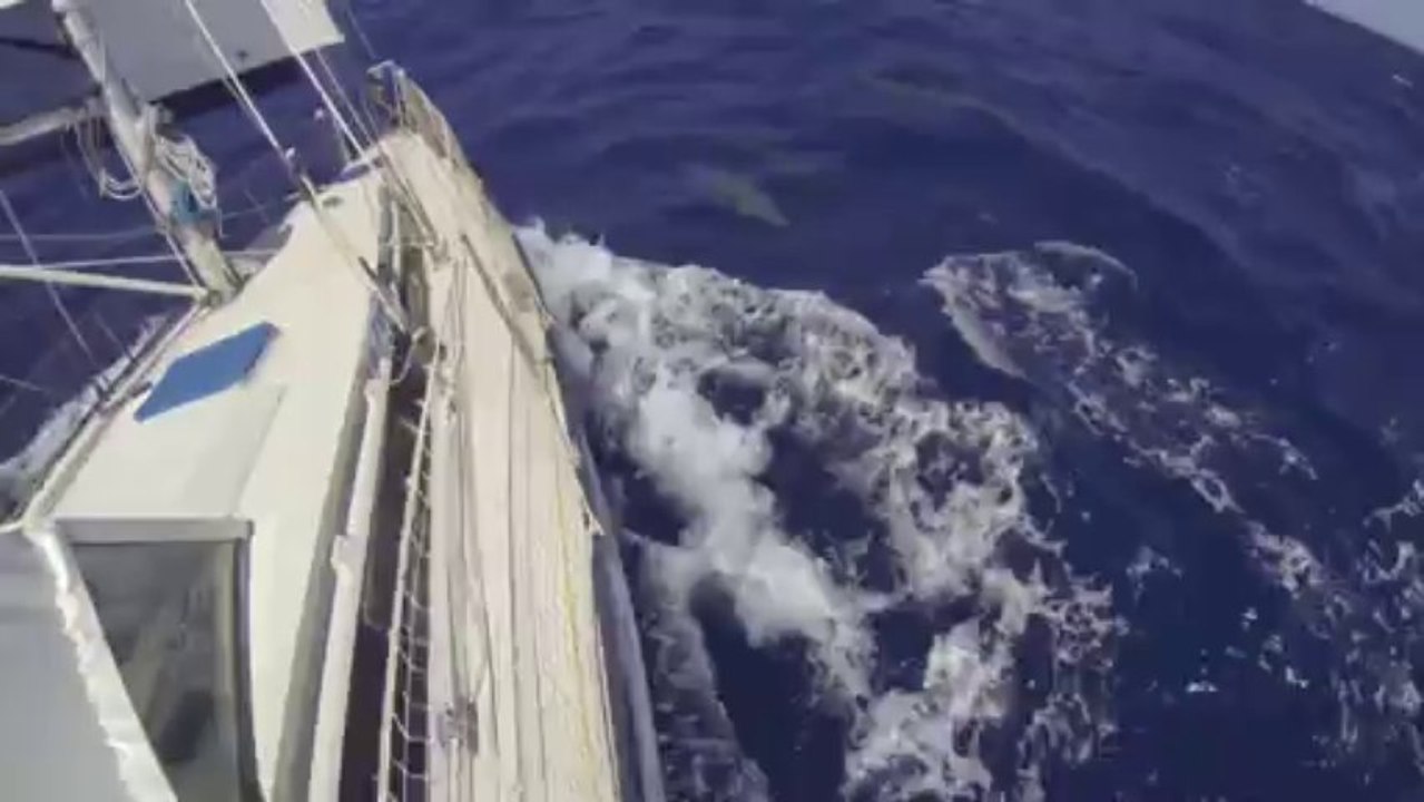 Timjak2014.com - Dauphins - canal de la Dominique