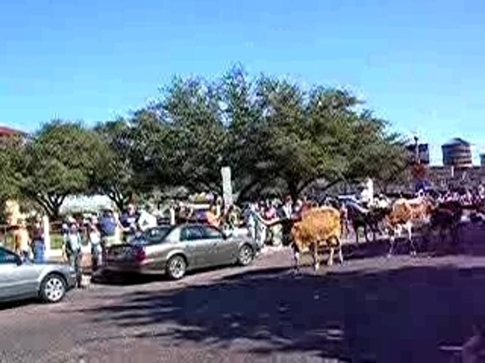 Défilé Vaches Fort Worth