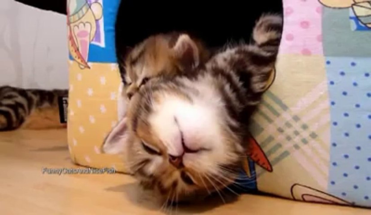 Cute Kittens Falling asleep