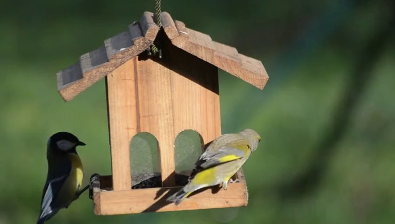 Des mésanges et un verdier au resto des oiseaux.