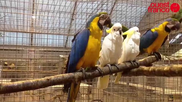 La 33e foire aux oiseaux de Pontivy se prépare
