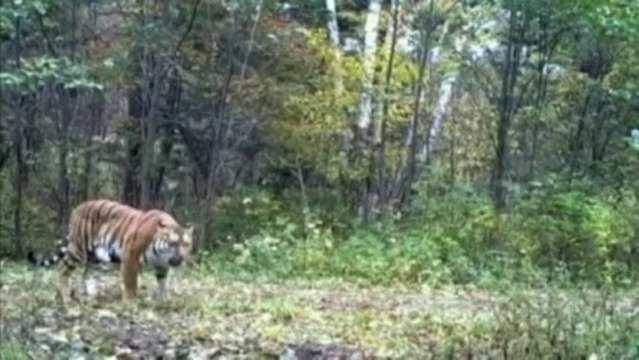 Les images rares de tigres de Sibérie en pleine nature