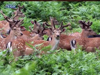 Zeleni ekran, 19. januar 2014.