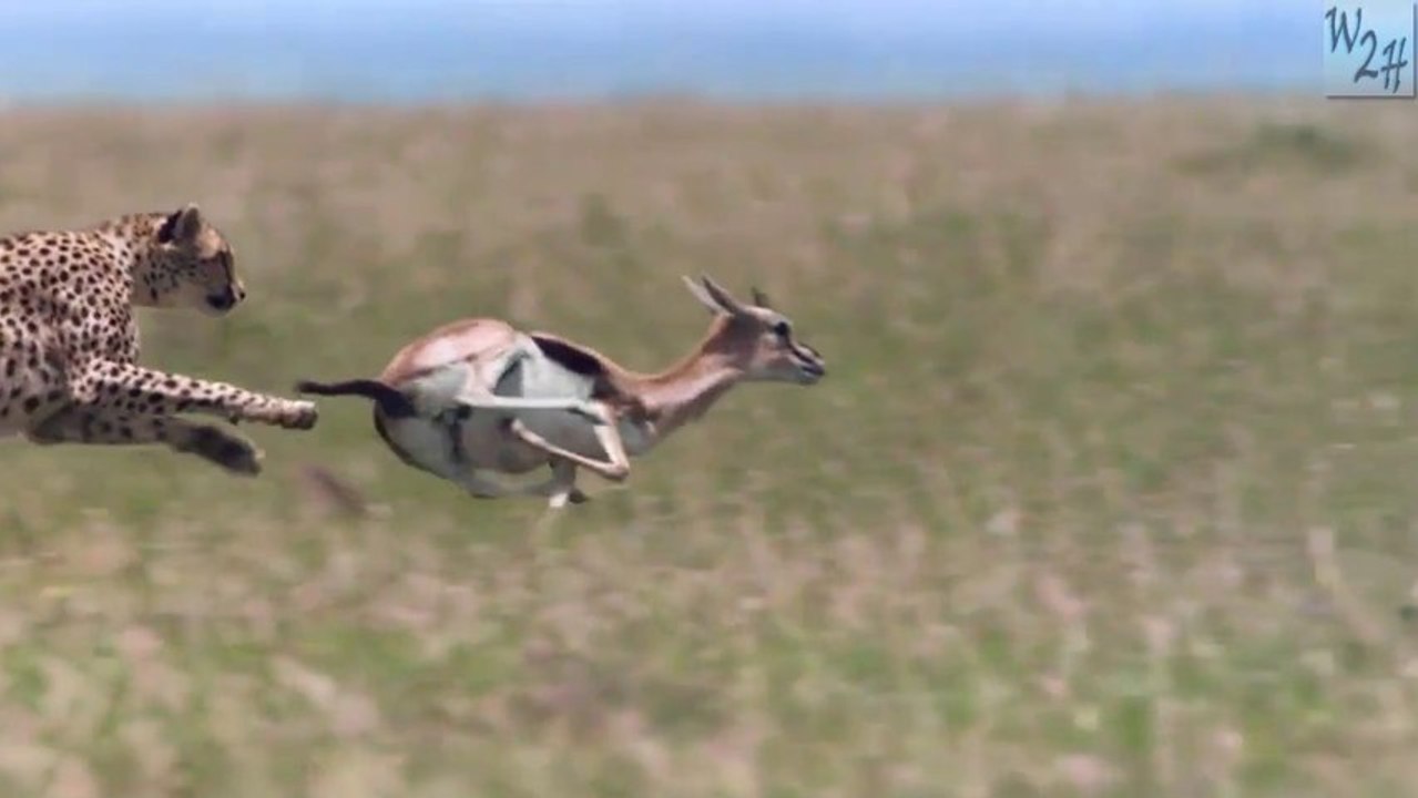 Cheetah hunts down gazel with a speed of 74mph
