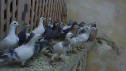 Satılık Filo kuşları- İhaleci İmam Şanlıurfa- 542 786 46 47