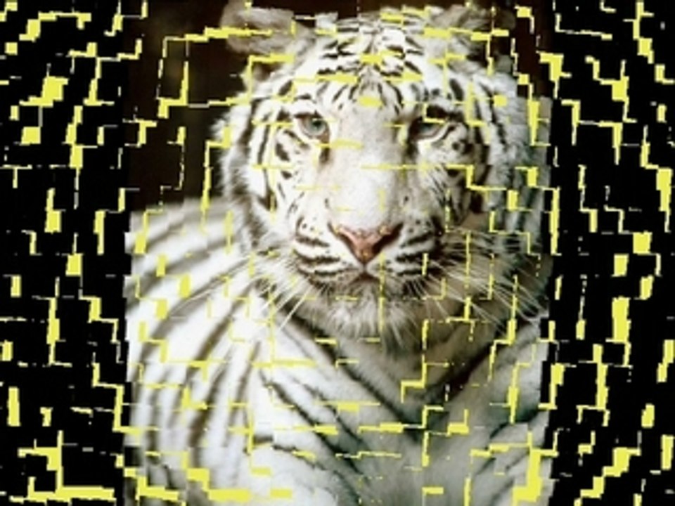 Les Tigres