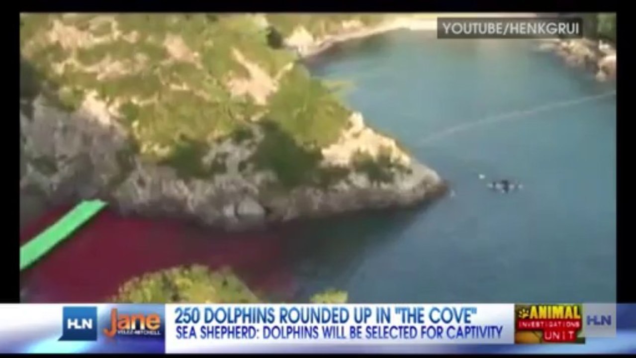250_dolphins_rounded_up_await_slaughter_at_Japan_s_Taiji_Cov
