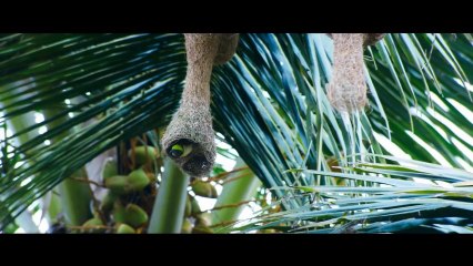 Otta thumbi-Pullipulikalum Aattinkuttiyum Official Song