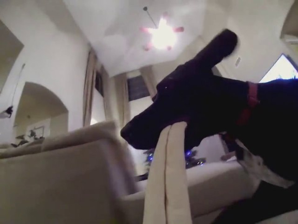 Dog Bone GoPro Offers Amazing Perspective