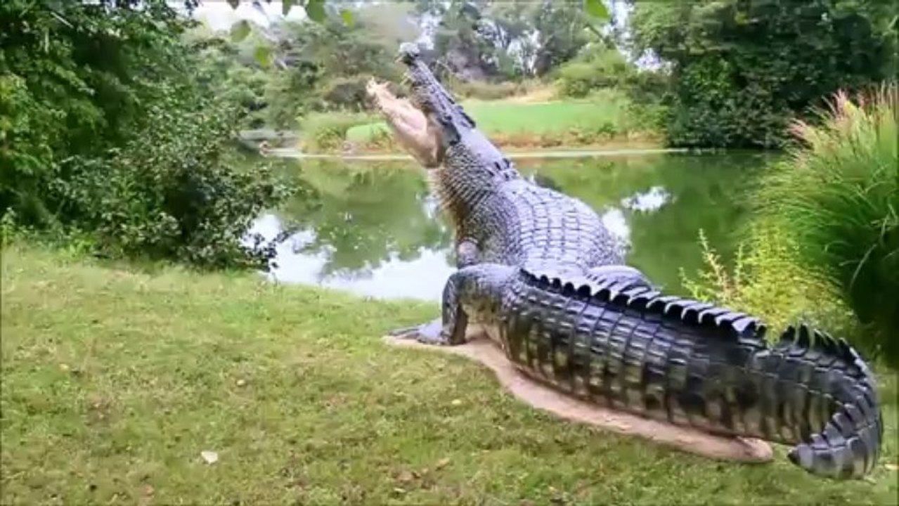 Sculpter un crocodile géant ultra réaliste - Time lapse de 3min!