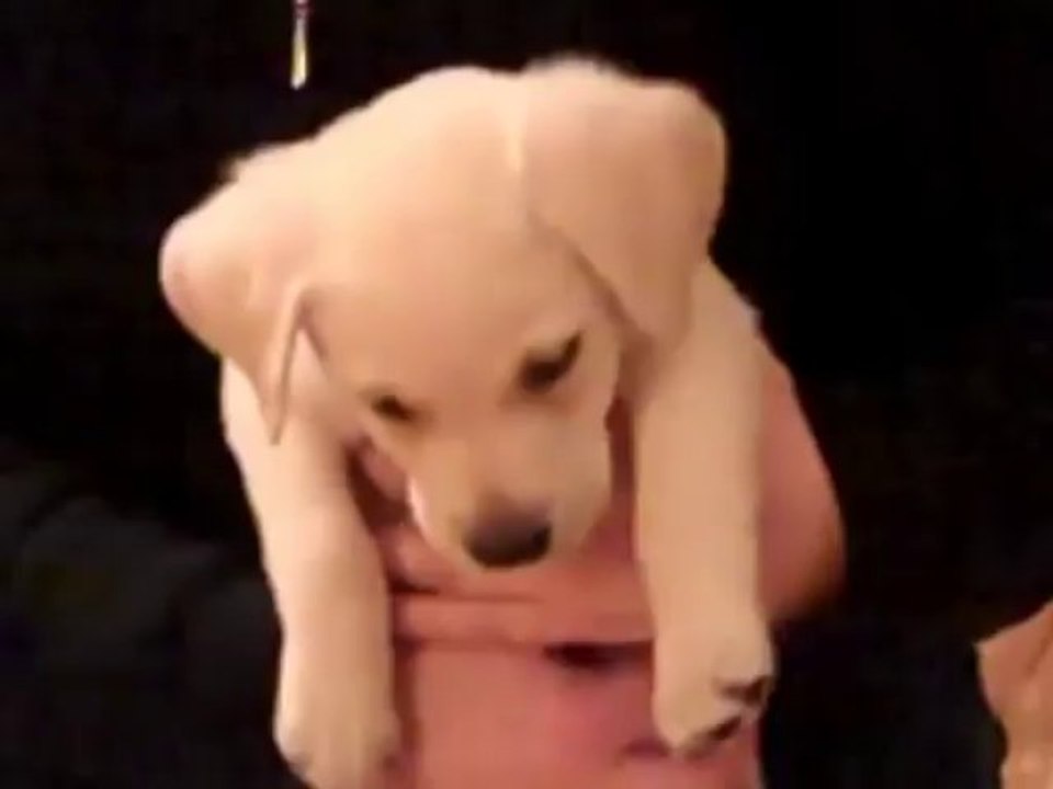 Un bébé chien écoute son maitre jouer de la guitare! Adorable!