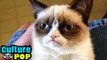 GRUMPY CAT: Friskies Commercial, Movie Deal for Meme Making Feline Video Star - NMS Culture POP #6
