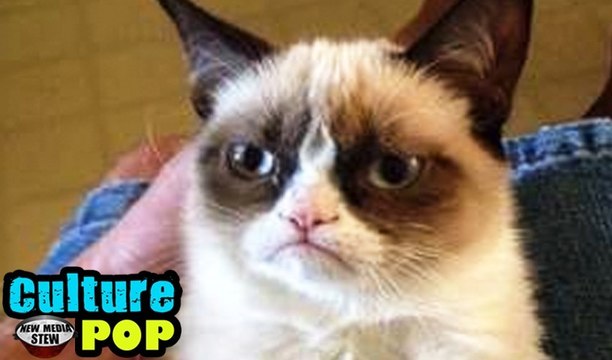 GRUMPY CAT: Friskies Commercial, Movie Deal for Meme Making Feline Video Star - NMS Culture POP #6
