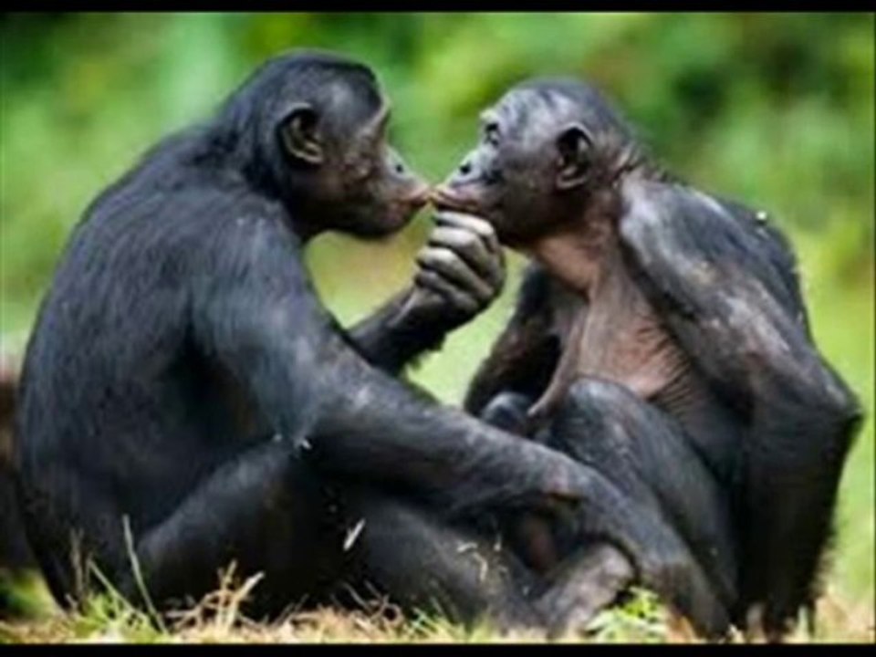 Chanson LES JOLIES COLONIES DE VACANCES