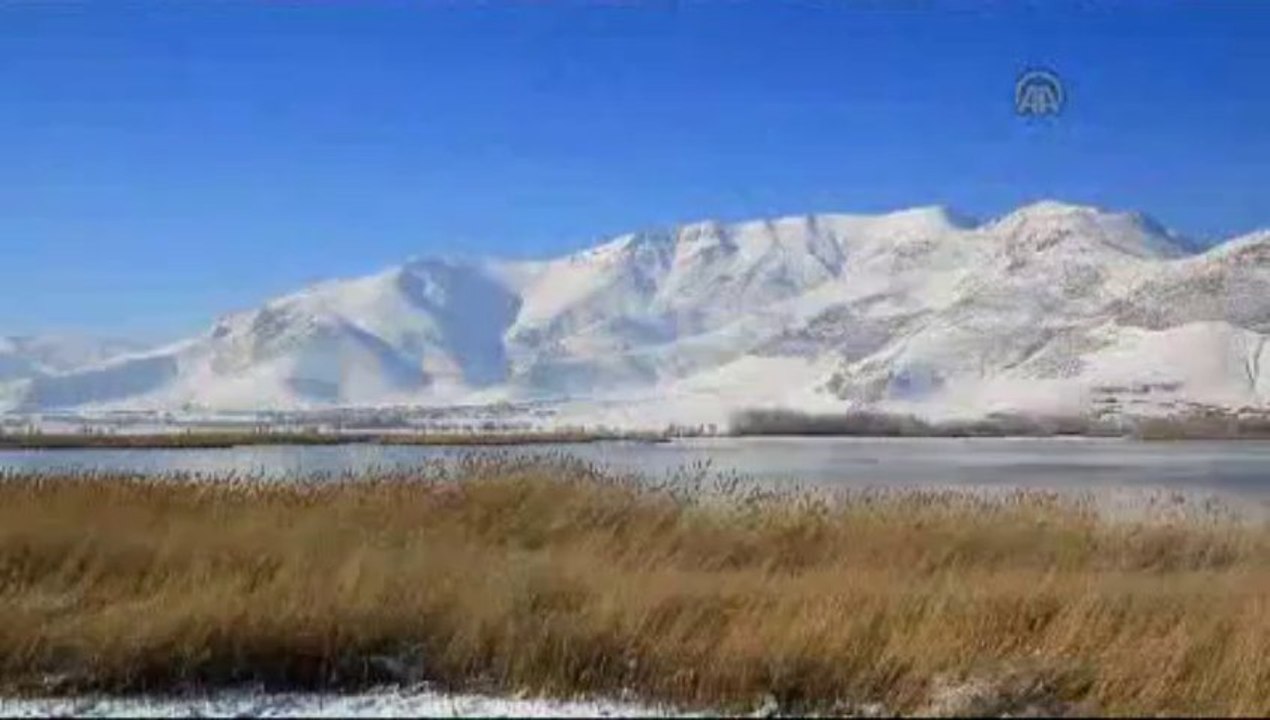 Van Gölü kuğuların da uğrak yeri