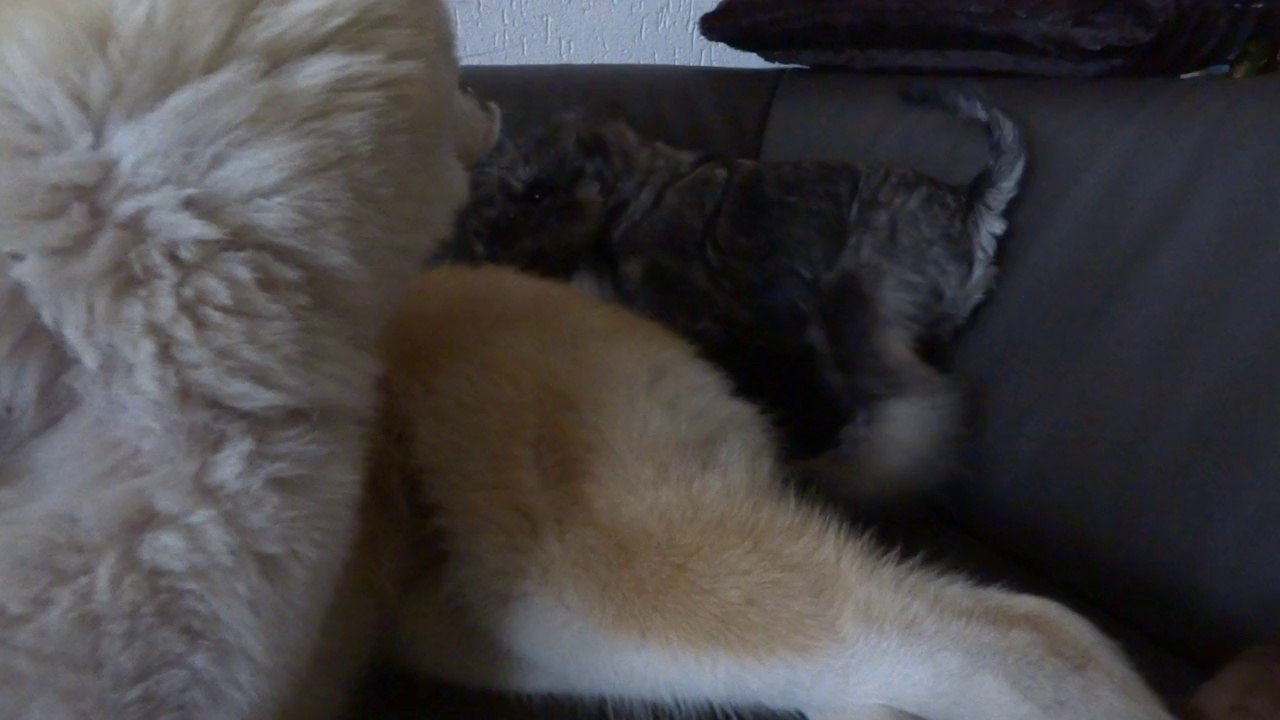 schnauzer Power - plus fort que l'akita !