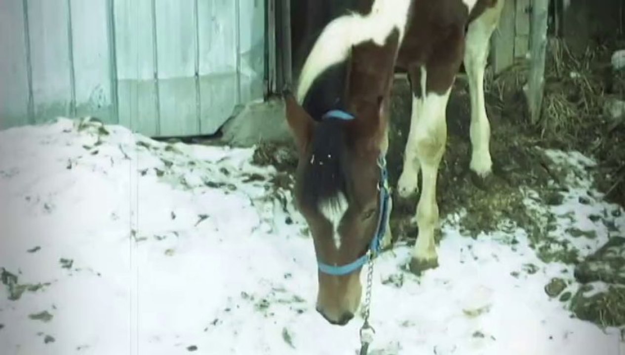 Dakota 10 mois