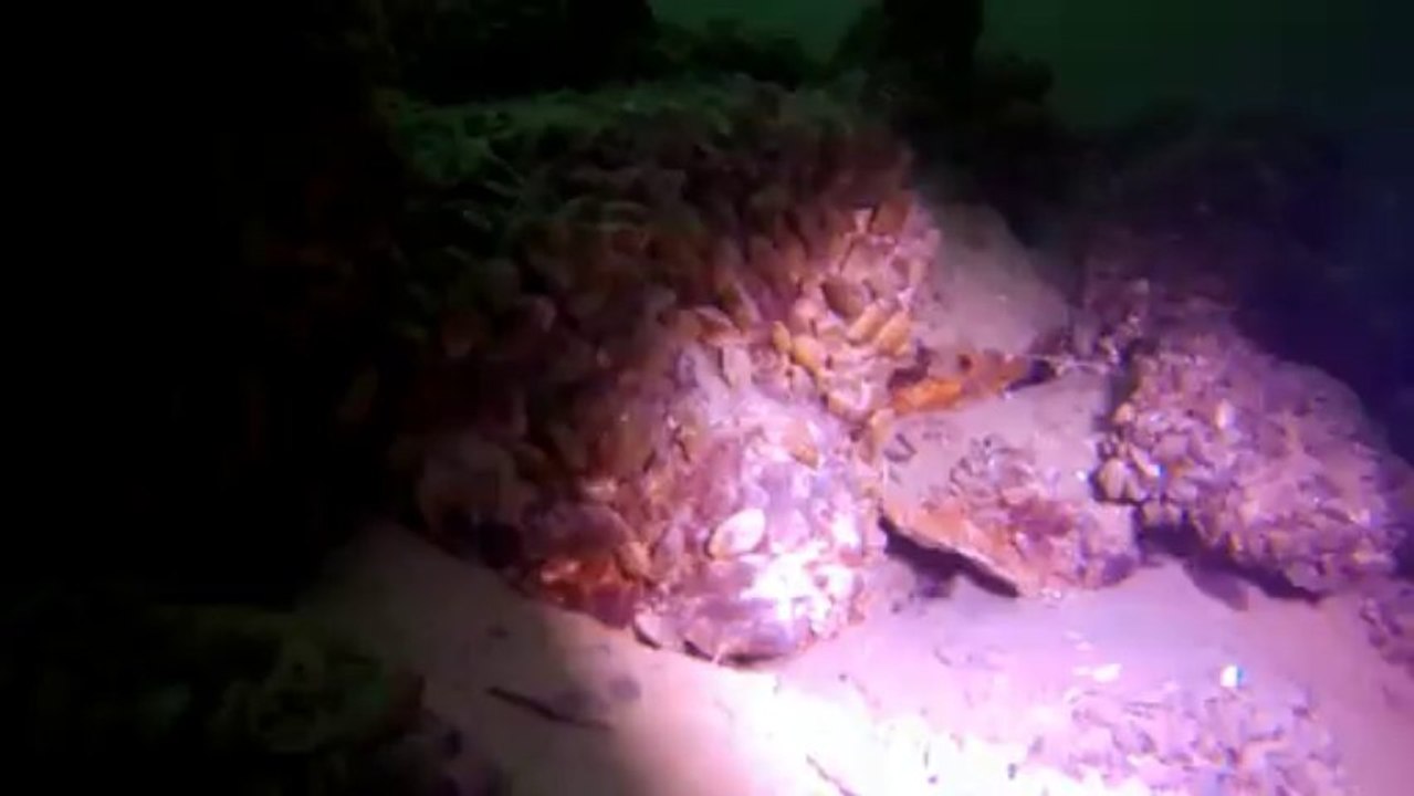 Lac du Bourget - Plongée de l'an neuf - 2014-01-12