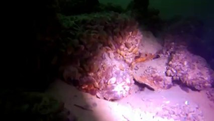 Lac du Bourget - Plongée de l'an neuf - 2014-01-12