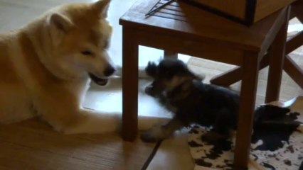MIKO et JOHN ROSS - AKITA INU et SCHNAUZER NAIN- premières rencontres